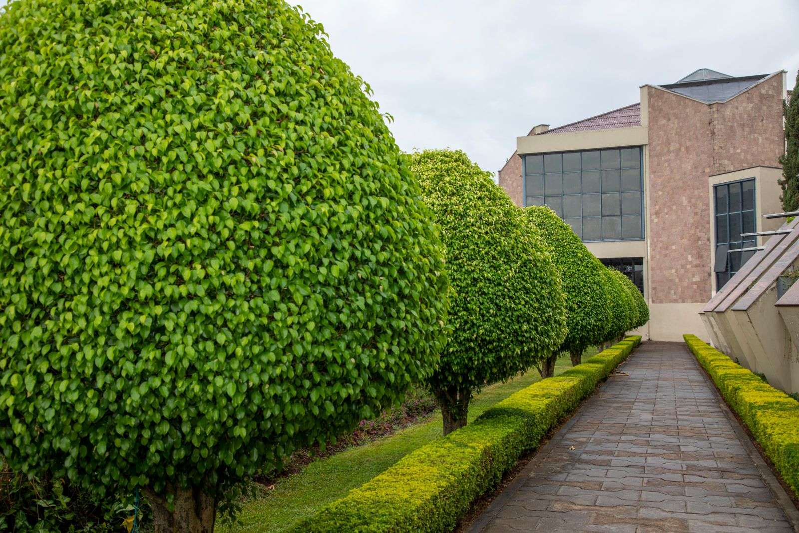 Neatly trimmed shrubs lining a walkway to a commercial building
